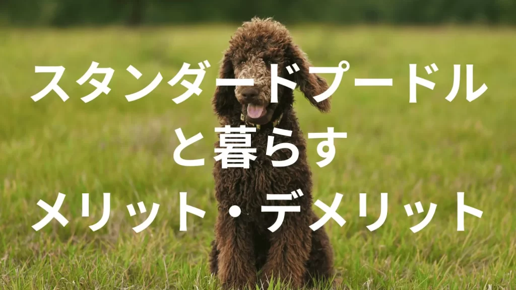 スタンダードプードルは飼うと大変?メリット・デメリットと飼い方の注意点