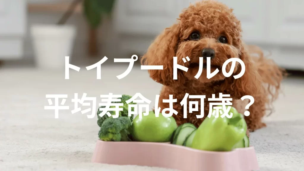 トイプードルの平均寿命は何歳?寿命の目安と長生きのための健康管理を解説