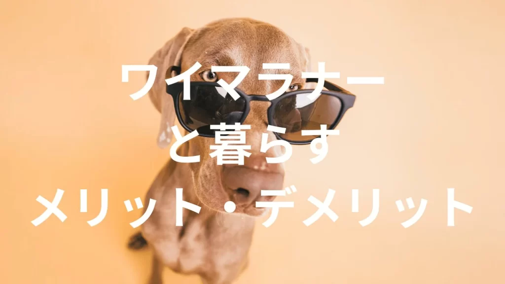 ワイマラナーは飼うと大変?メリット・デメリットと飼い方の注意点
