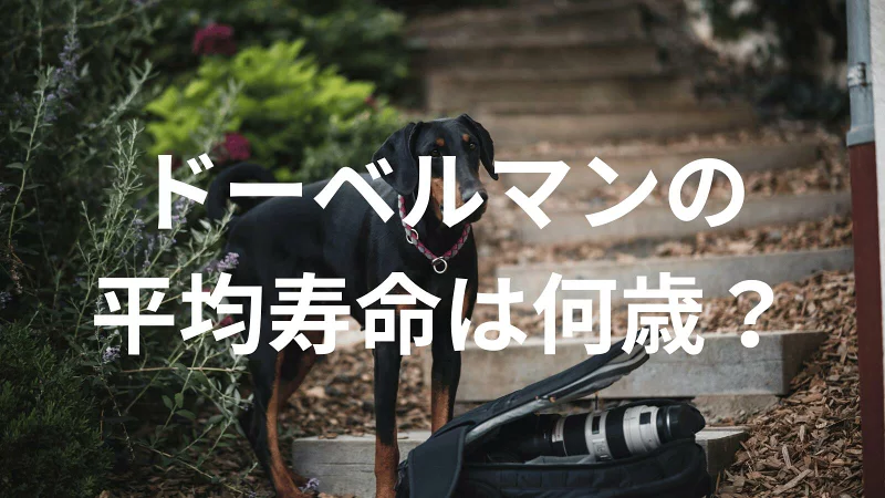 ドーベルマンの平均寿命は何歳？寿命の目安と長生きのための健康管理を解説