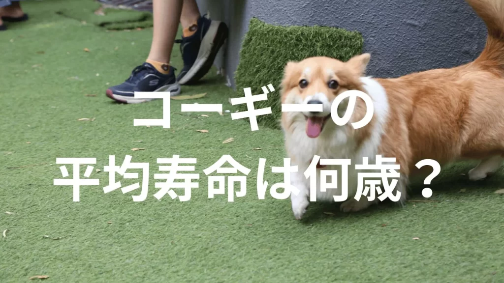 コーギーの平均寿命は何歳？寿命の目安と長生きのための健康管理を解説