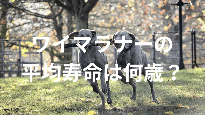 ワイマラナーの平均寿命は何歳?寿命の目安と長生きのための健康管理を解説