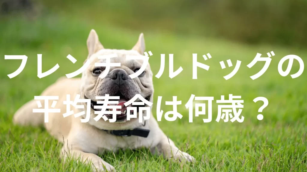 フレンチブルドッグの平均寿命は何歳?寿命の目安と長生きのための健康管理を解説