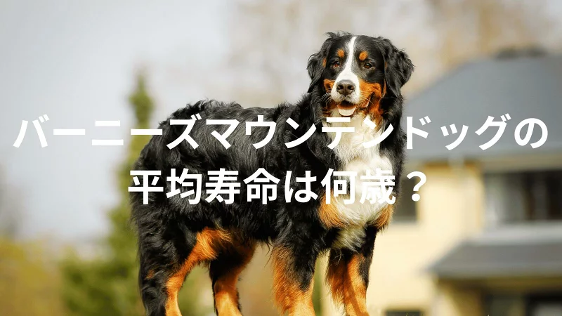バーニーズマウンテンドッグの平均寿命は何歳?寿命の目安と長生きのための健康管理を解説