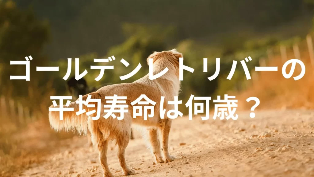 ゴールデンレトリバーの平均寿命は何歳?寿命の目安と長生きのための健康管理を解説
