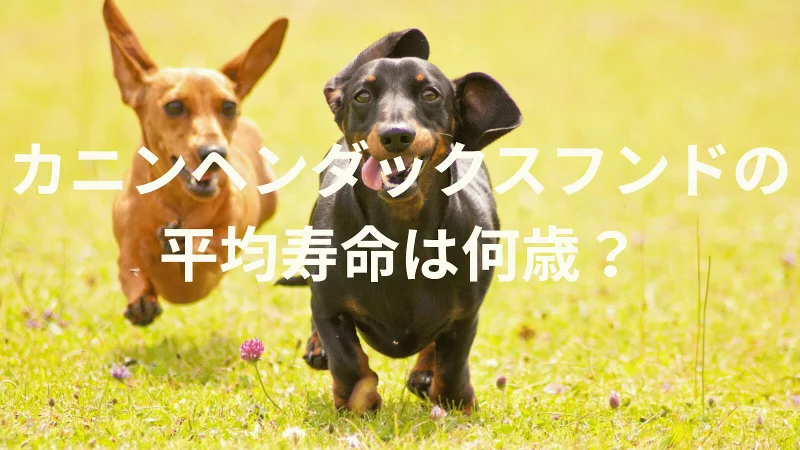 カニンヘンダックスフンドの平均寿命は何歳？寿命の目安と長生きのための健康管理を解説