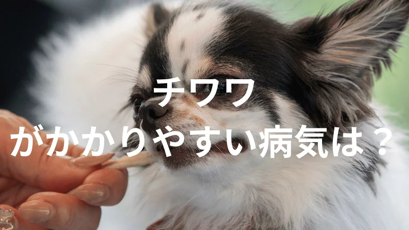 チワワがなりやすい病気は？多い病気は？体質的に注意したい健康トラブルを解説