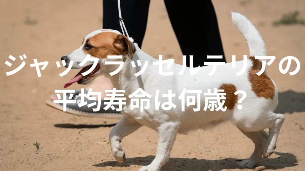 ジャックラッセルテリアの平均寿命は何歳?寿命の目安と長生きのための健康管理を解説