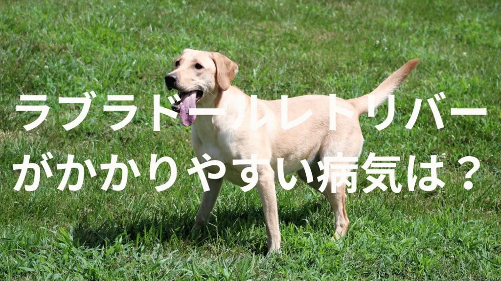 ラブラドールレトリバーがなりやすい病気は?多い病気は?体質的に注意したい健康トラブルを解説