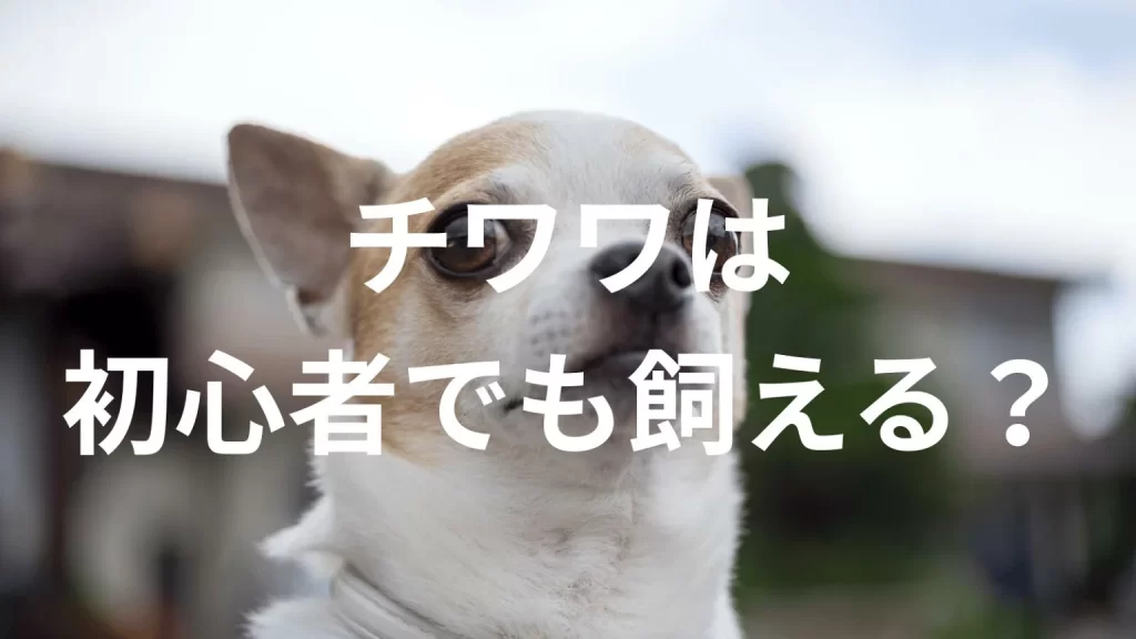 チワワは初心者でも大丈夫？性格や飼い方のポイントを解説
