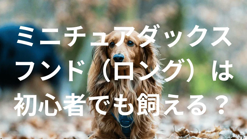 ミニチュアダックスフンド（ロング）は初心者でも大丈夫？性格や飼い方のポイントを解説
