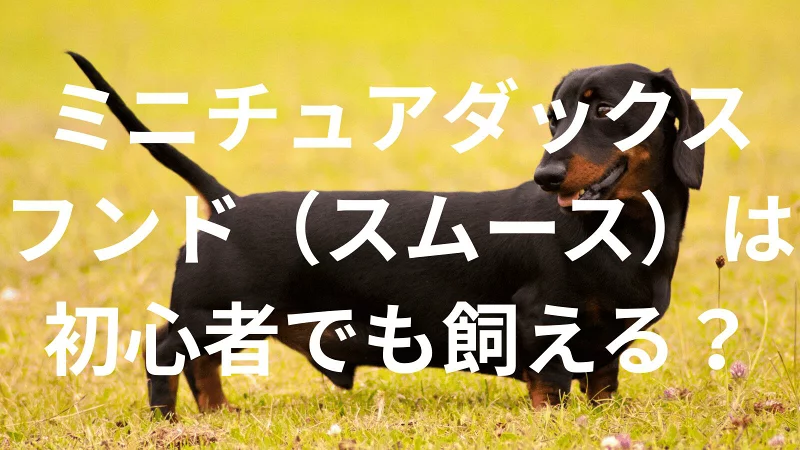 ミニチュアダックスフンド（スムース）は初心者でも大丈夫？性格や飼い方のポイントを解説