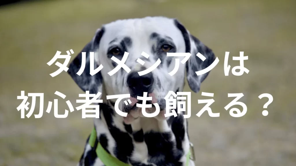 ダルメシアンは初心者でも大丈夫?性格や飼い方のポイントを解説