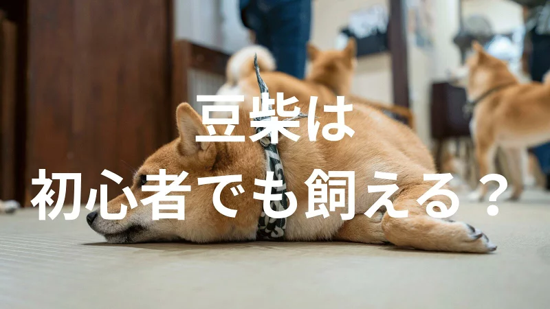 豆柴は初心者でも大丈夫?性格や飼い方のポイントを解説