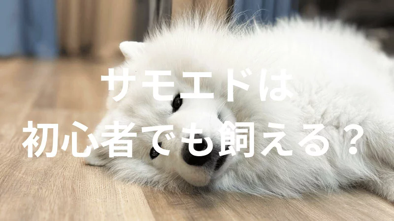 サモエドは初心者でも大丈夫？性格や飼い方のポイントを解説