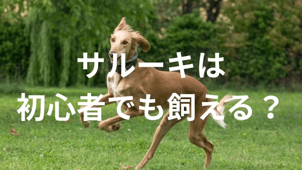 サルーキは初心者でも大丈夫？性格や飼い方のポイントを解説