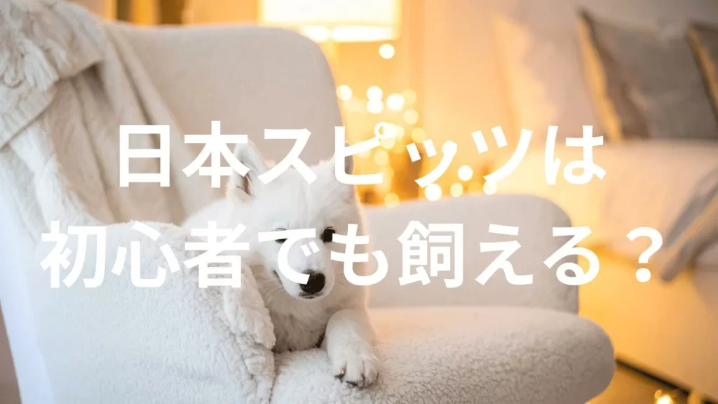 日本スピッツは初心者でも大丈夫?性格や飼い方のポイントを解説