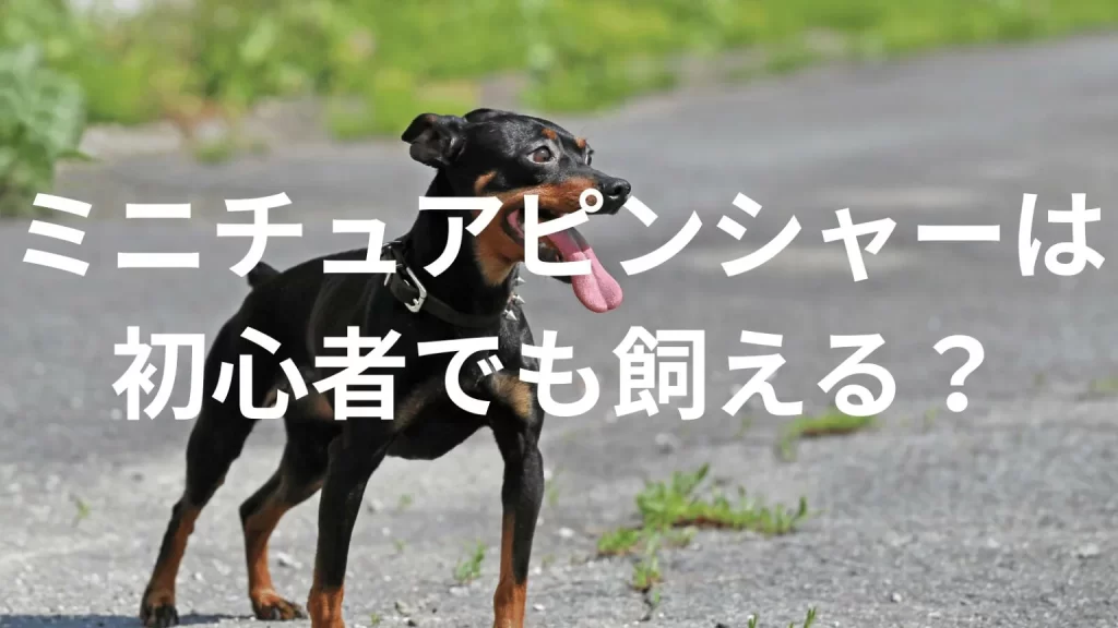 ミニチュアピンシャーは初心者でも大丈夫?性格や飼い方のポイントを解説