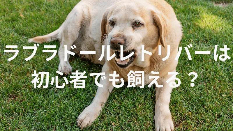 ラブラドールレトリバーは初心者でも大丈夫?性格や飼い方のポイントを解説