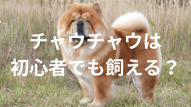 チャウチャウは初心者でも大丈夫？性格や飼い方のポイントを解説