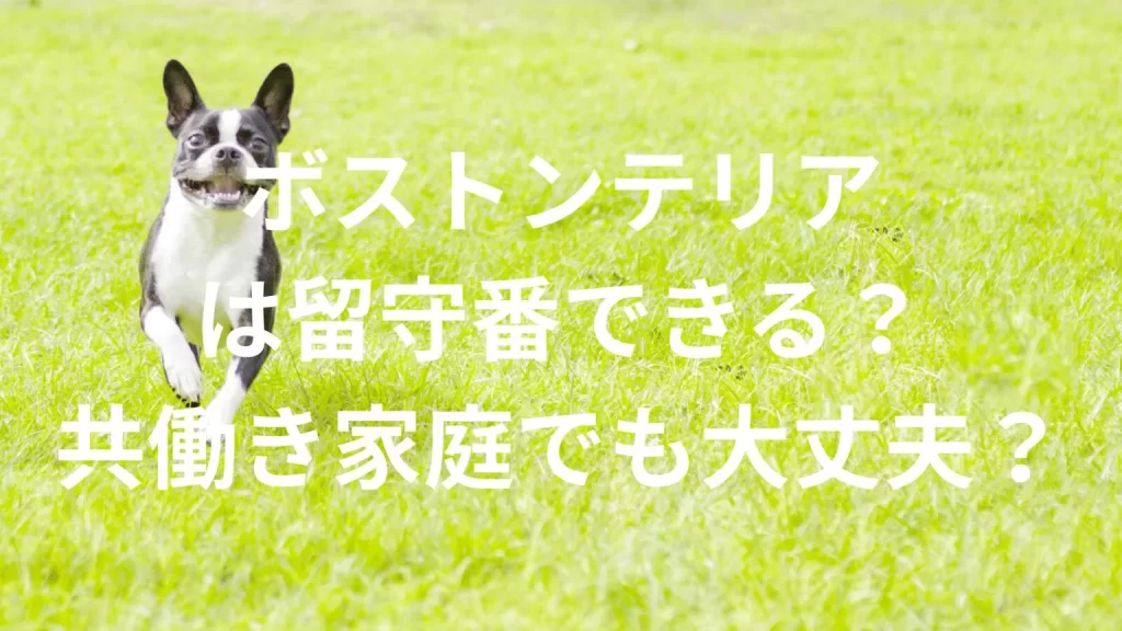 ボストンテリアは共働きでも大丈夫？留守番できる？性格や注意点を解説
