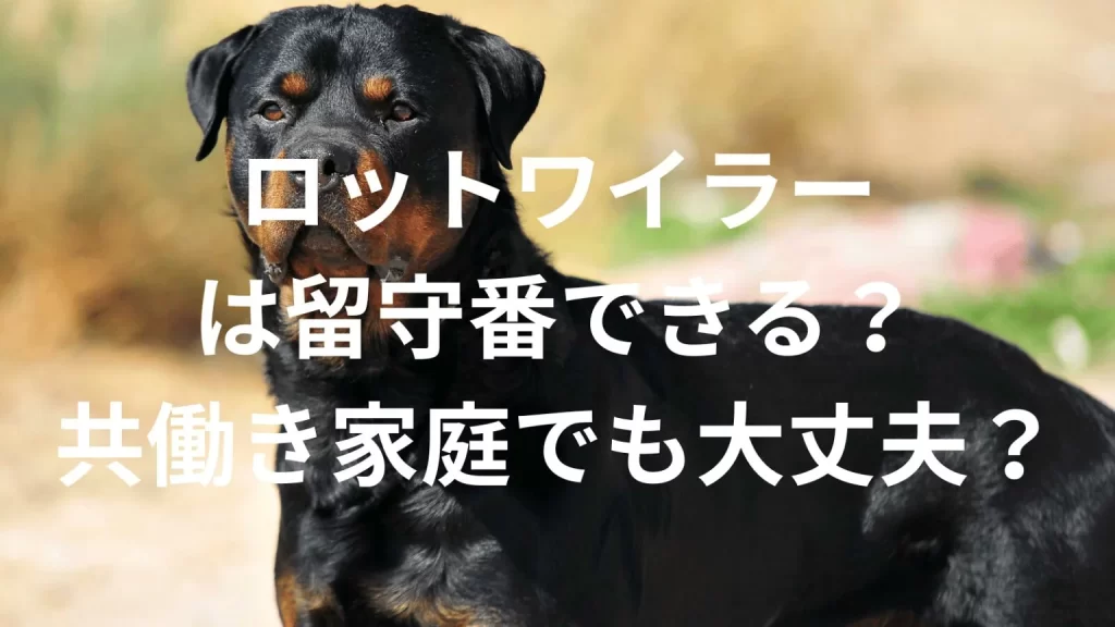 ロットワイラーは共働きでも大丈夫？留守番できる？性格や注意点を解説