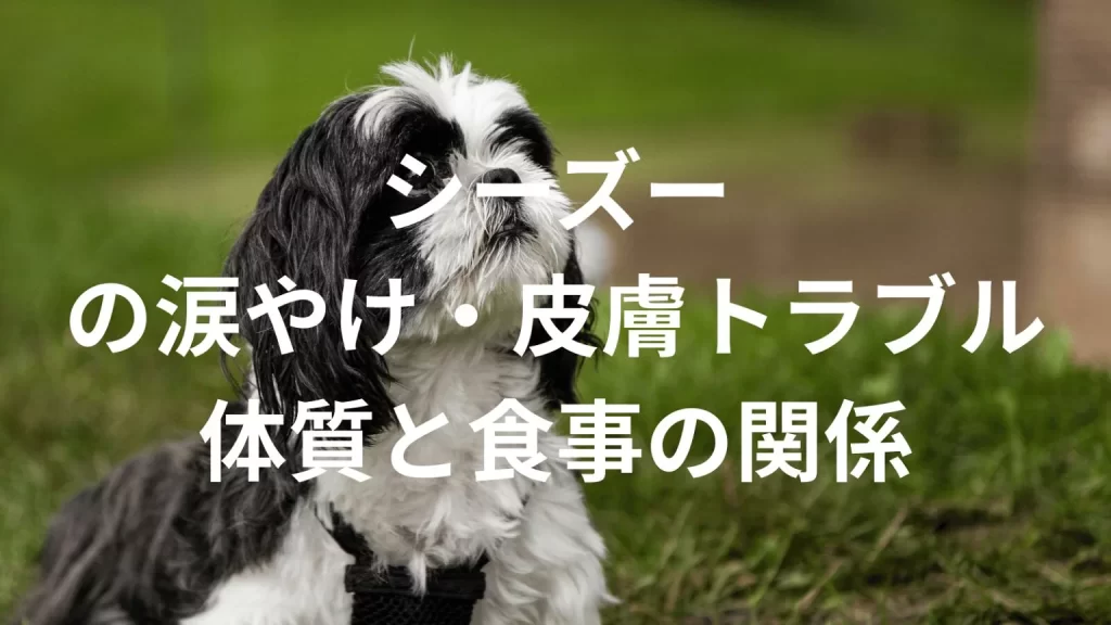 シーズーの涙やけ・皮膚トラブルは多い？原因や体質、日常ケアと食事との関係を解説