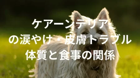ケアーンテリアの涙やけ・皮膚トラブルは多い？原因や体質、日常ケアと食事との関係を解説
