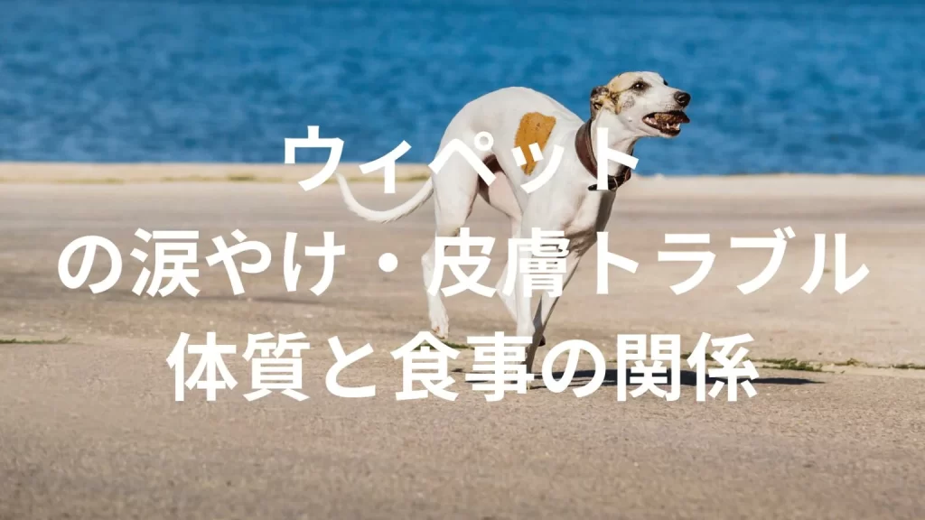 ウィペットの涙やけ・皮膚トラブルは多い？原因や体質、日常ケアと食事との関係を解説