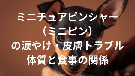 ミニチュアピンシャー（ミニピン）の涙やけや皮膚トラブルは多いのかを解説します。体質や原因、皮膚トラブルの種類、予防方法、食事との関係までわかりやすく紹介します。健康な皮膚を保つためのポイントをまとめました。