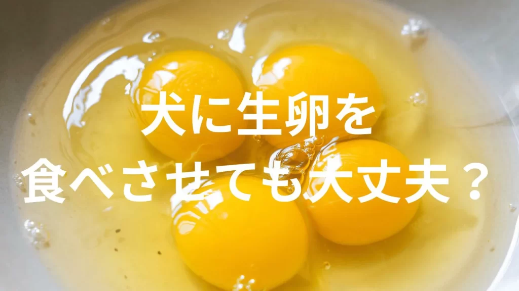 犬に生卵を食べさせても大丈夫?犬は生卵を食べていい?与える際の注意点を解説
