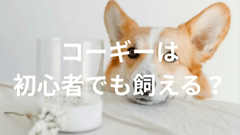 コーギーは初心者でも大丈夫?性格や飼い方のポイントを解説