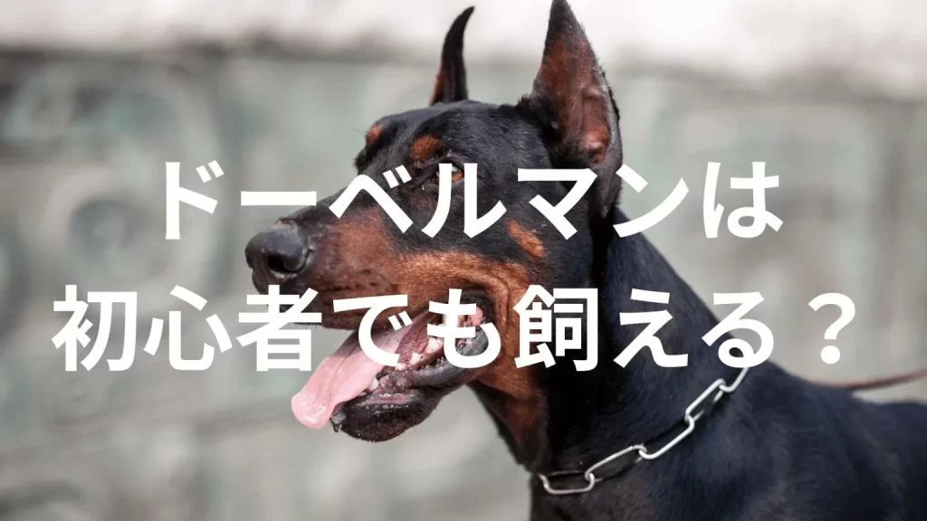 ドーベルマンは初心者でも大丈夫？性格や飼い方のポイントを解説