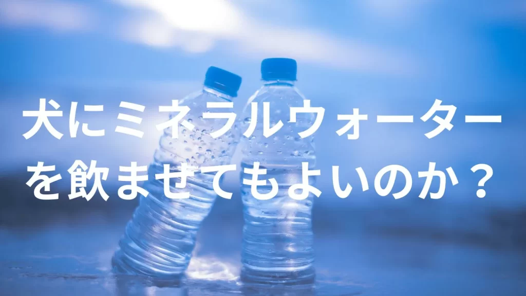 犬にミネラルウォーターを飲ませても大丈夫?犬はミネラルウォーターを飲んでいい?与える際の注意点を解説