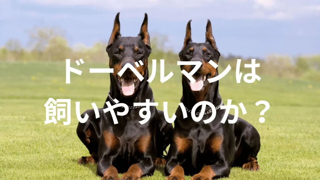 ドーベルマンは飼いやすい犬なのか？飼いにくい犬なのか？性格や特徴、飼い方のポイントを解説