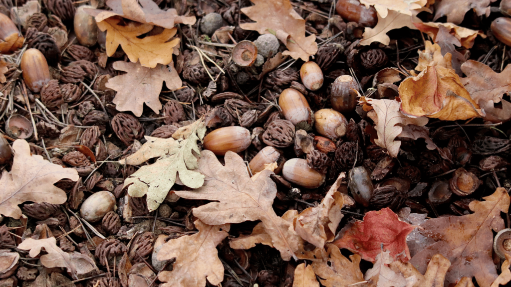 犬にどんぐりを食べさせても大丈夫？犬はどんぐりを食べていい？与える際の注意点を解説