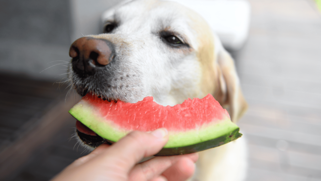 犬におすすめの果物（フルーツ）は？安全な種類と与え方を解説