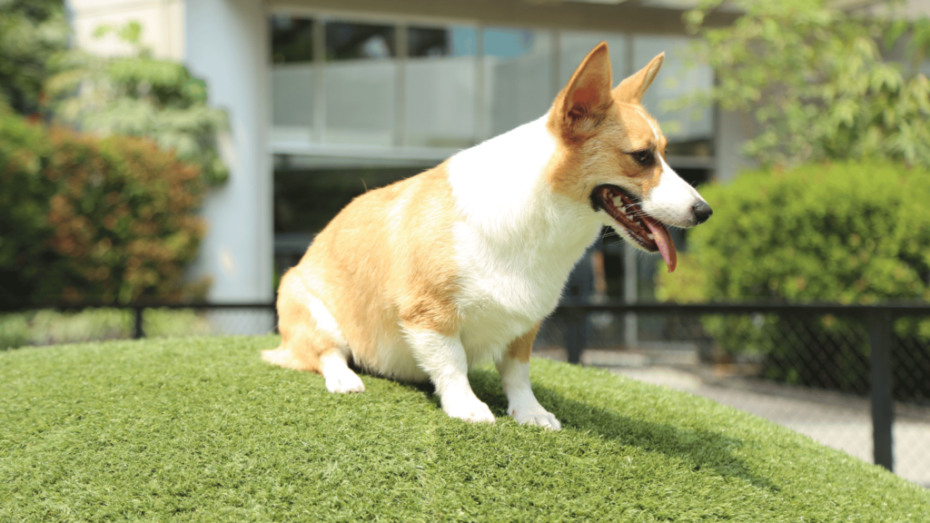 犬が草を食べる理由は？考えられる原因と注意点を分かりやすく解説