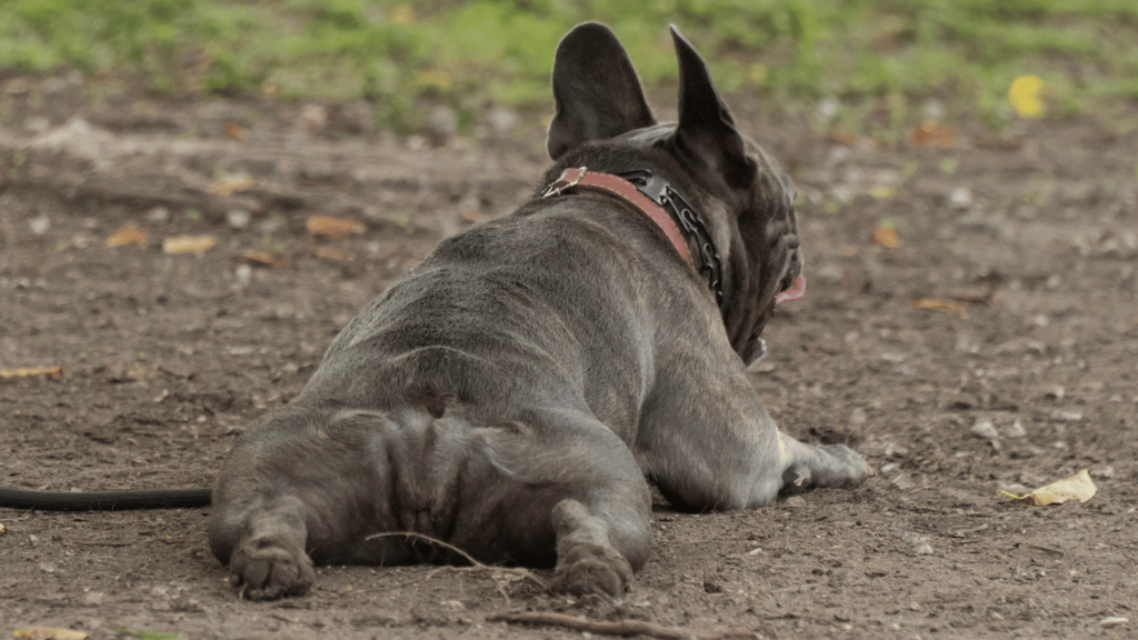 犬はおならをするのか?原因と対策を解説