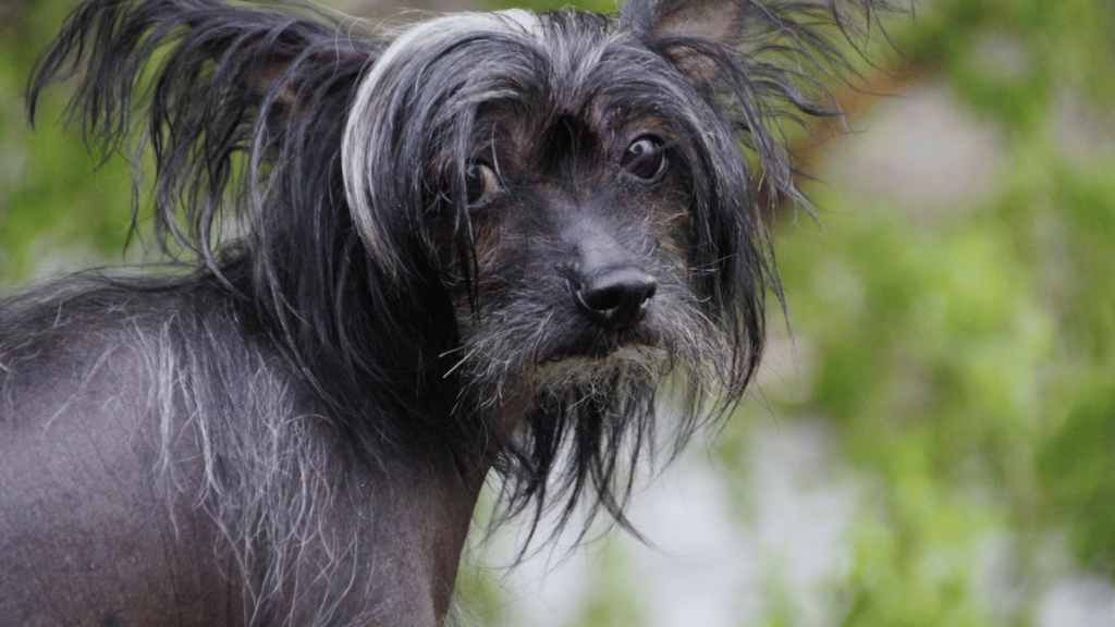 犬にも白髪は生えるのか?原因と対策を解説