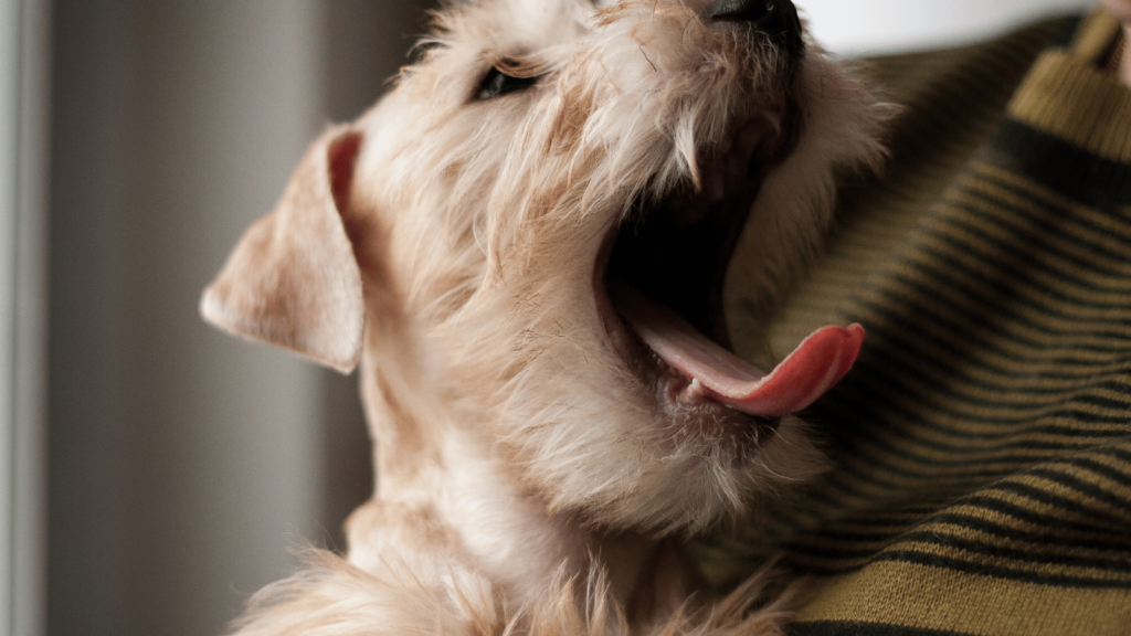 犬はなぜあくびをするのか？理由と心理をわかりやすく解説