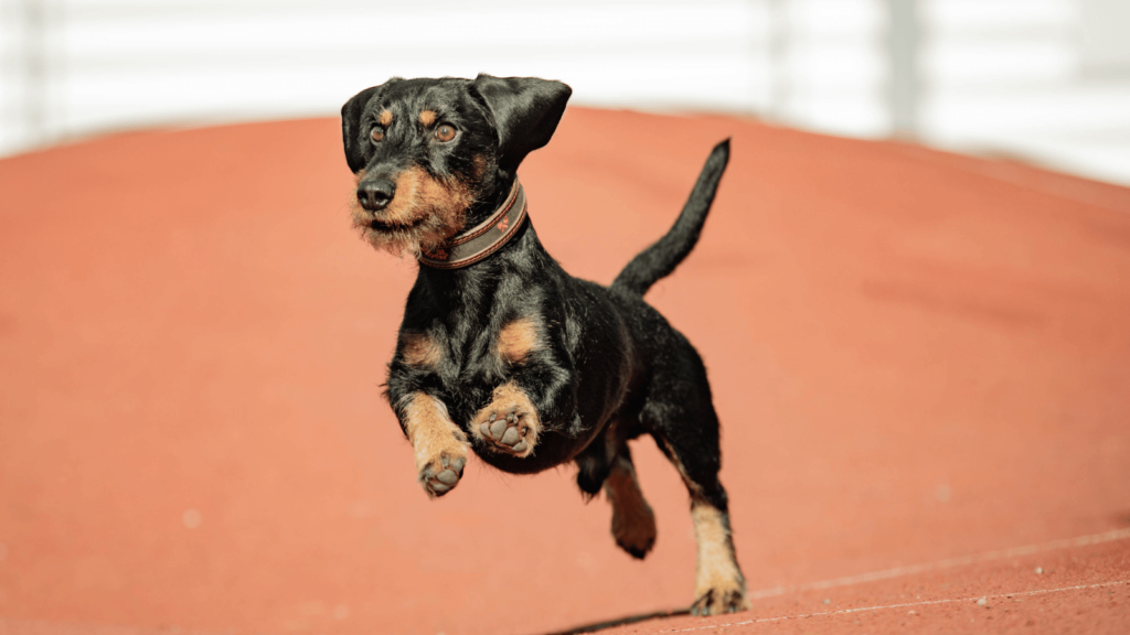 犬はなぜ同じ場所をぐるぐる回るのか?理由と注意点をわかりやすく解説