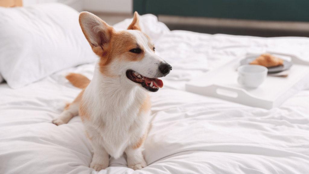 犬はなぜベッドを掘るのか？理由と心理をわかりやすく解説