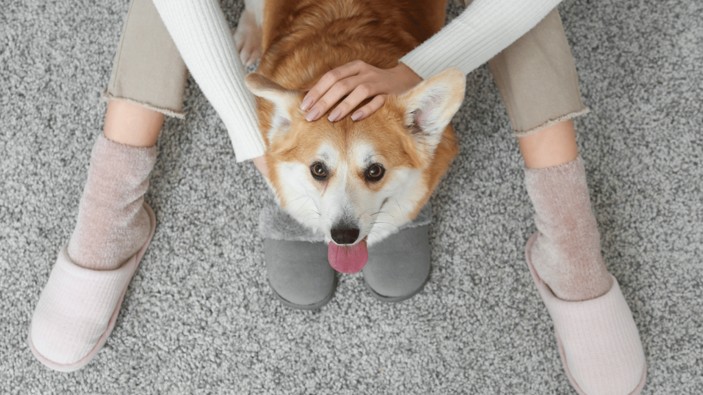 犬はなぜ飼い主の足元に座るのか？理由と心理をわかりやすく解説