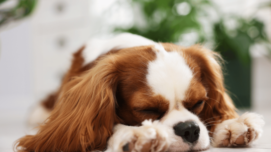 犬はなぜ寝ているときにピクピクするのか?理由と心理をわかりやすく解説