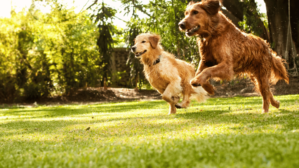 犬はなぜぐるぐる回るのか？理由と心理をわかりやすく解説
