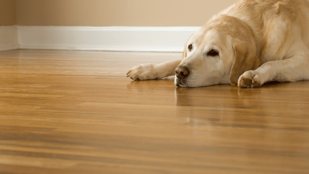 犬はなぜ床を舐めるのか？理由と心理をわかりやすく解説